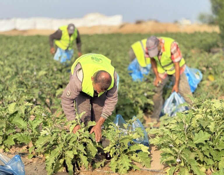 1,000 Fresh Vegetable Baskets… Planted and Harvested Amid War